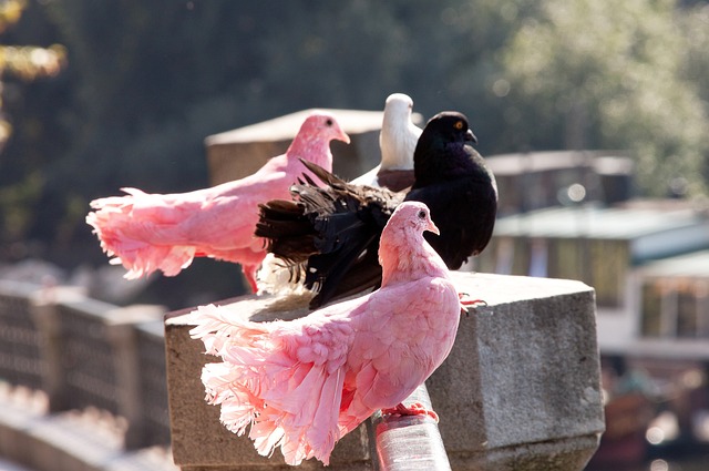 年夏天以高 年夏天以高