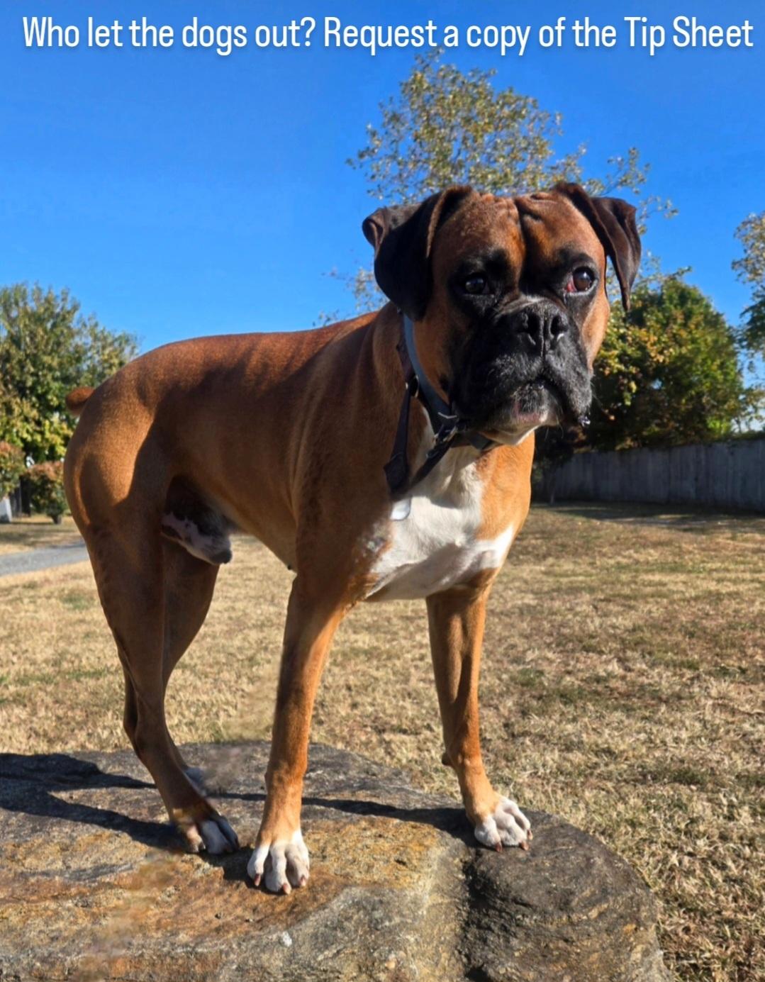 所指出的 所指出的